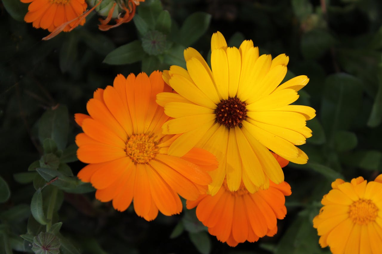 edible flowers calendula