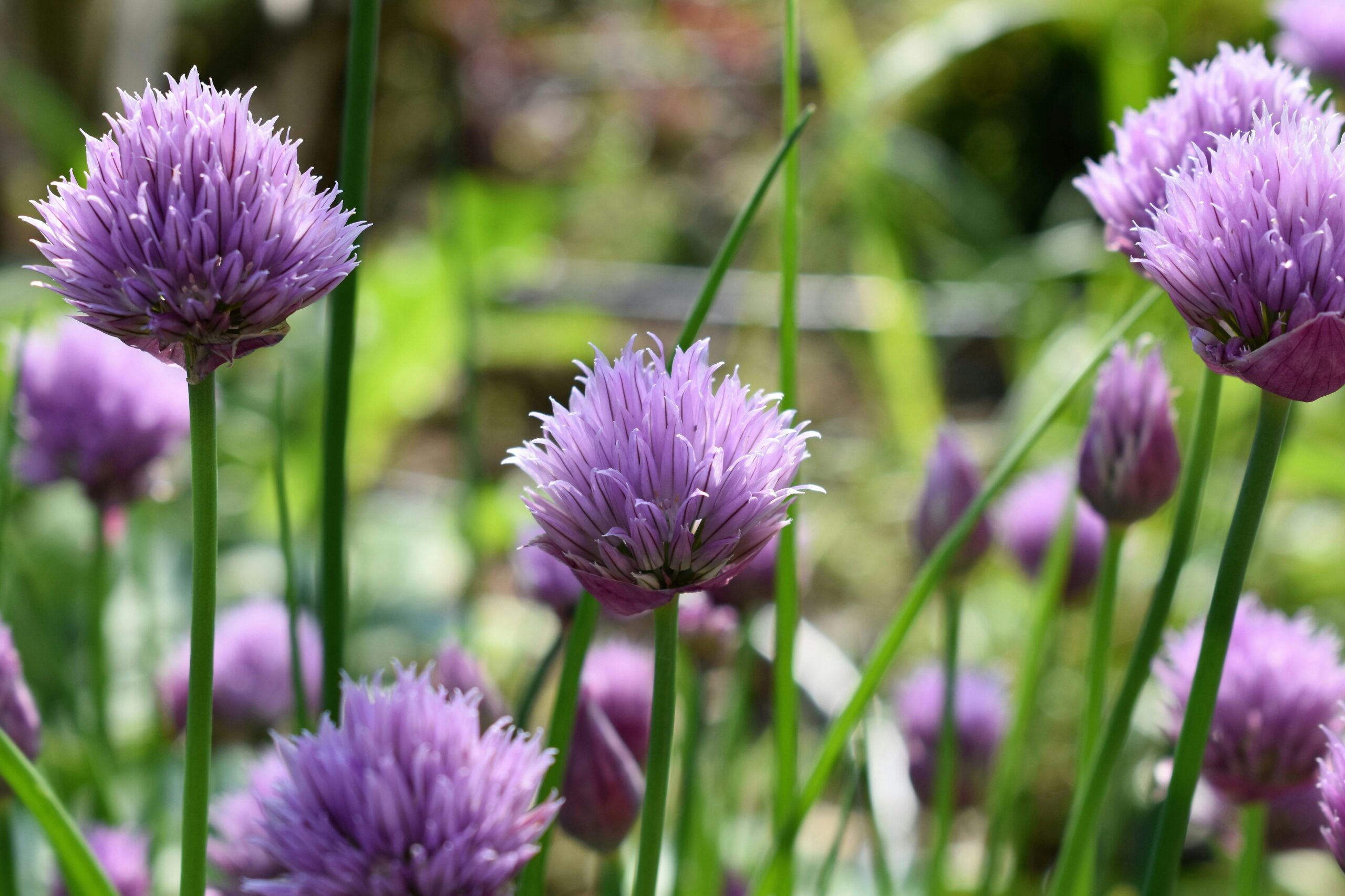 edible flowers chive blossoms