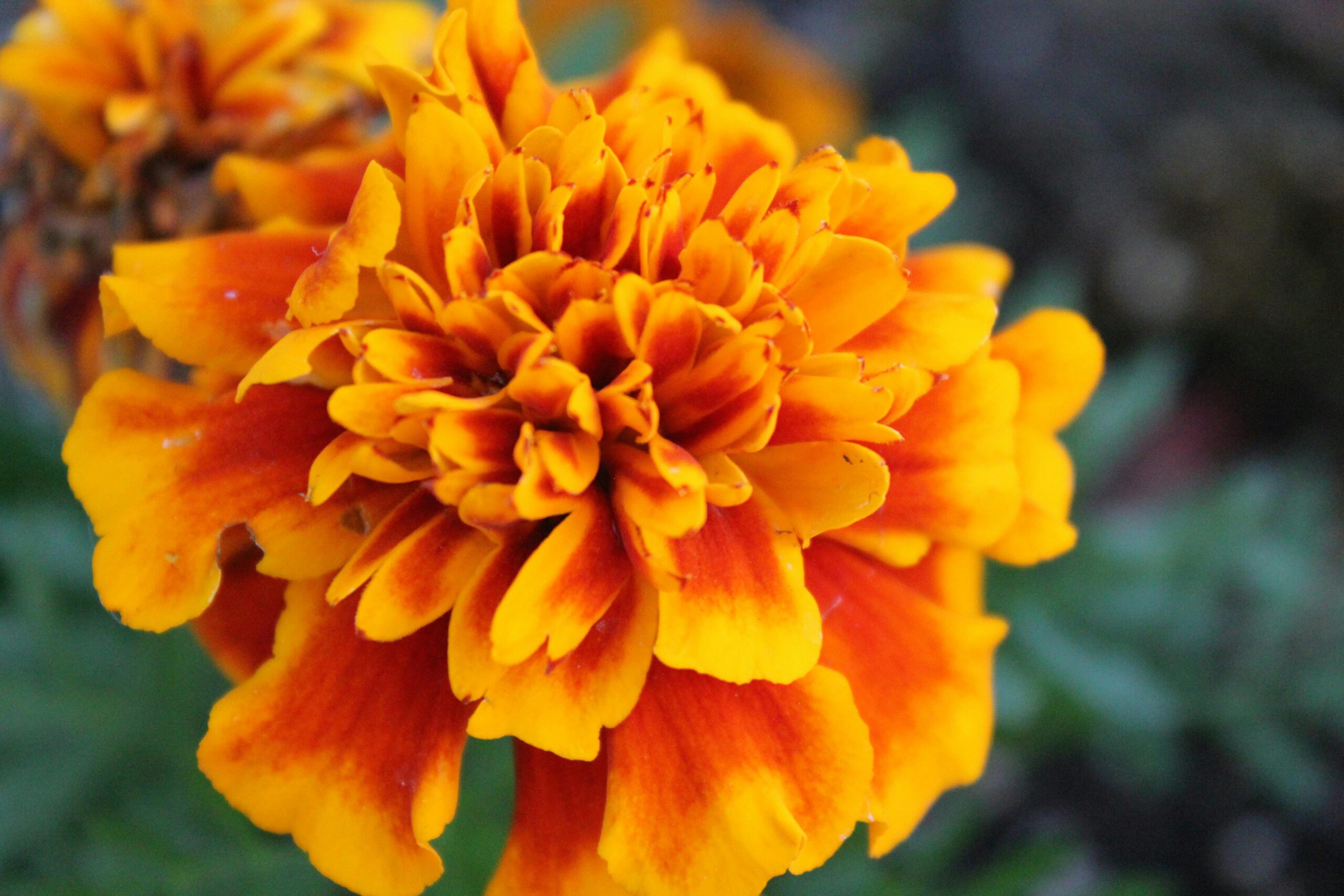 edible flowers marigold