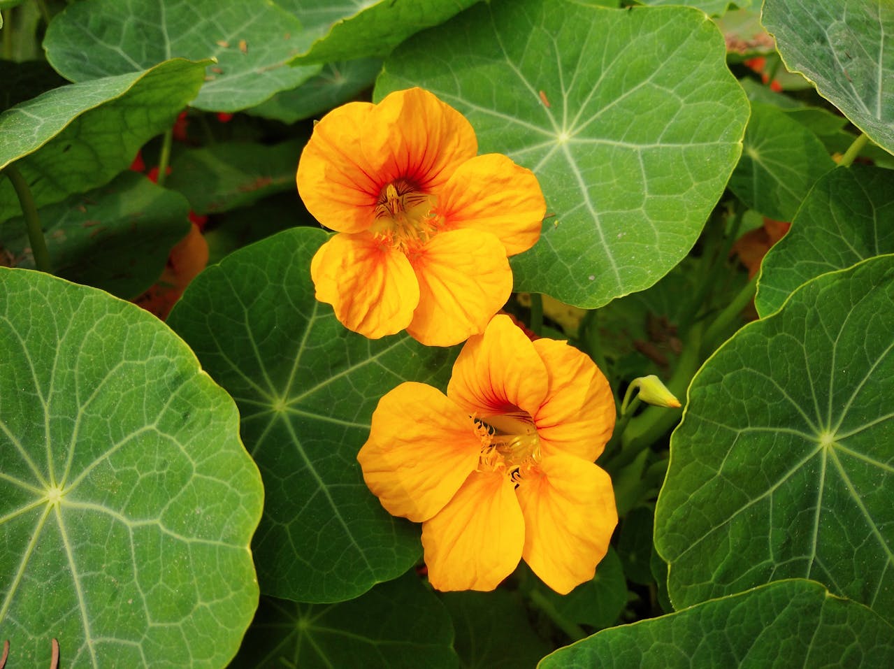 edible flowers nasturtium