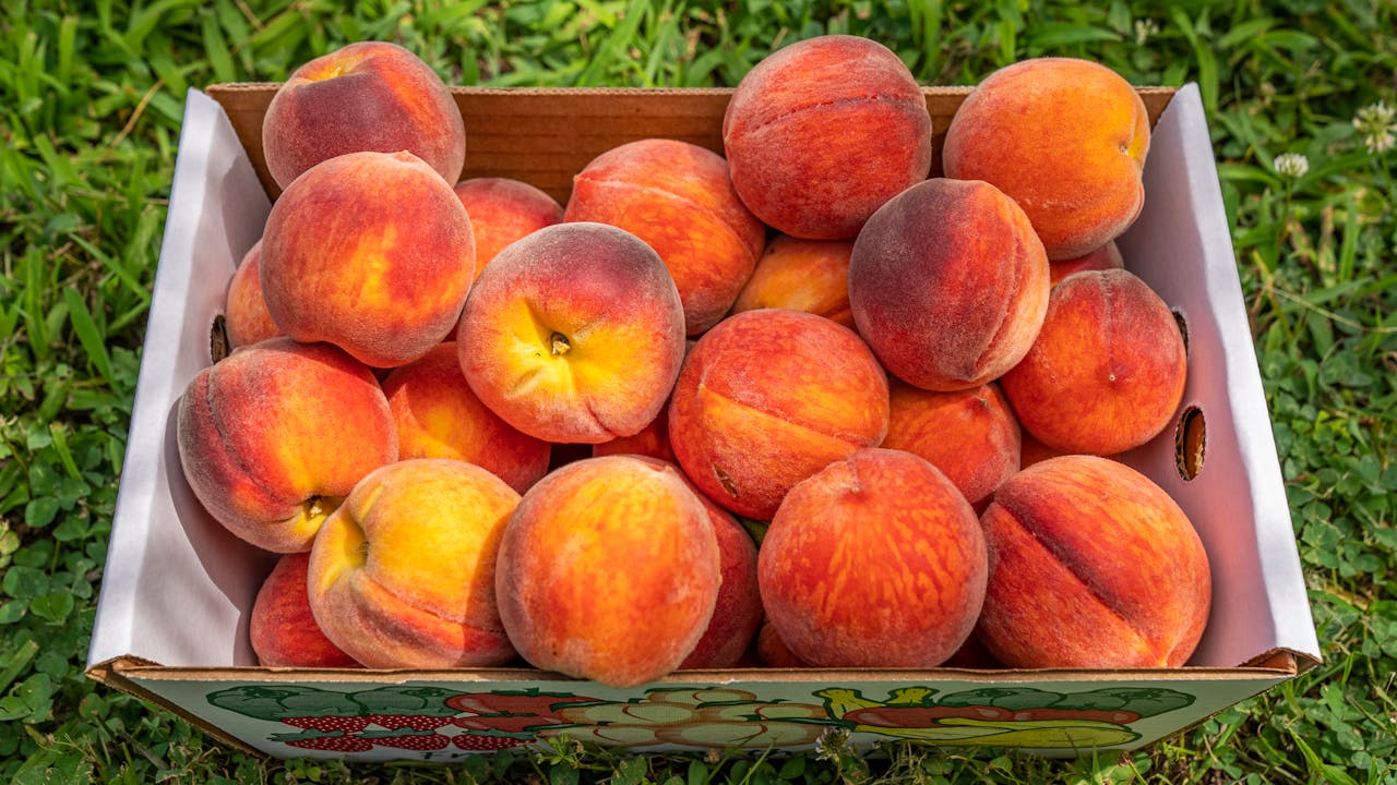when are peaches in season