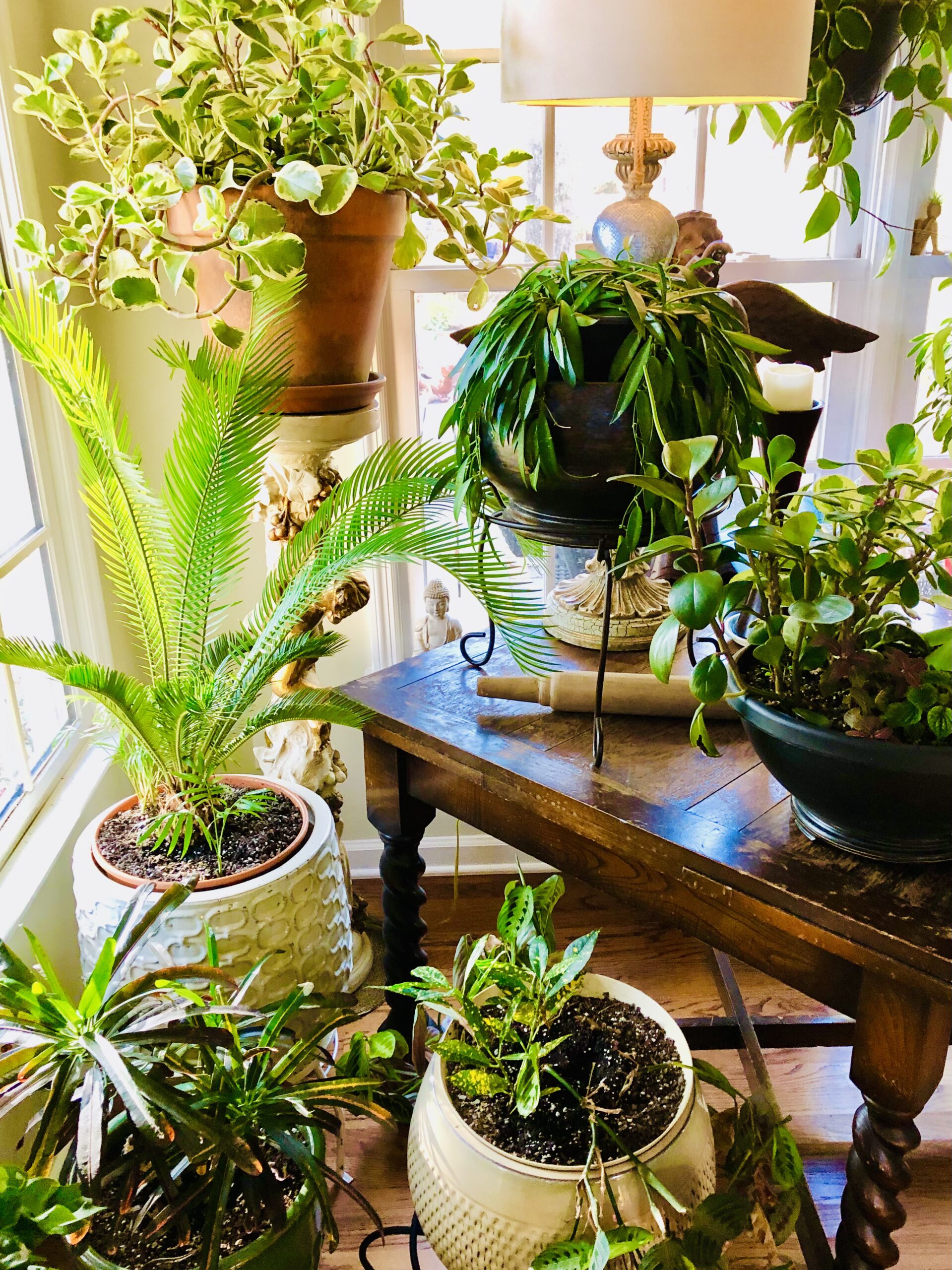 Sunroom corner with plants in Paula Naumcheff’s home at Chez Wingate